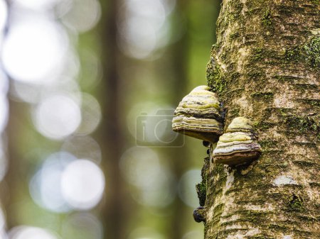 A close-up photograph of two shelf fungi growing on the trunk of a birch tree in a Swedish forest. The fungi are a light brown and yellow color with a slightly textured surface. The background is a blurry image of the forest, creating a soft and natu