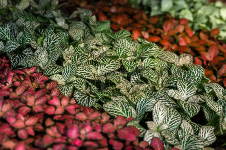 red and green fittonia flowers. Flower exhibition in Amsterdam. Phytonia leaves are divided into several rows according to color. Close-up. High quality photo