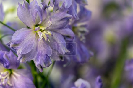 Delphinium flower. Green, blue and purple colors. Gardening and growing plants. Flower exhibition in Amsterdam. Background. Close-up. High quality photo