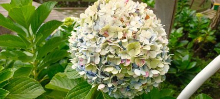 Photo for Hydrangea paniculata, the panicled hydrangea, is a species of flowering plant in the family Hydrangeaceae. Hydrangea paniculata close up. - Royalty Free Image