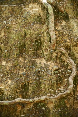 Textur und Hintergrund des Oberflächensandsteinberges und der Baumwurzeln, die von der Natur erodiert wurden.