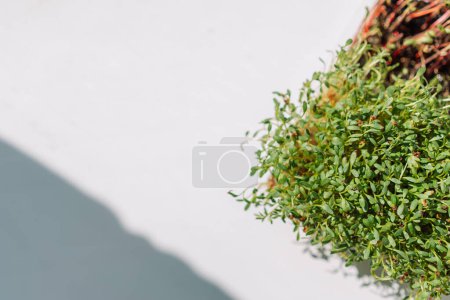 Foto de Microgreens en recipientes sobre un alféizar blanco al sol. - Imagen libre de derechos