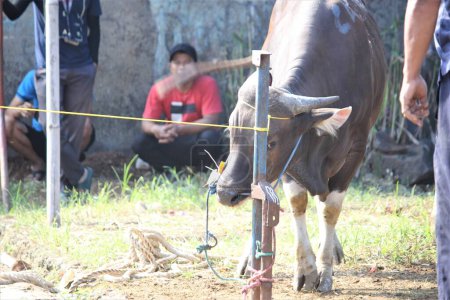 Foto de Jakarta, indonesia-29 de junio de 2023: matanza de animales sacrificados con el tema de Eid al Adha - Imagen libre de derechos