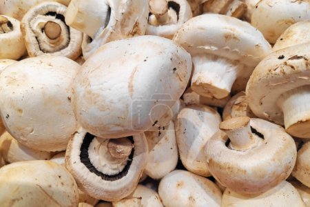 Téléchargez les photos : Close up on a stack of common mushrooms (Agaricus bisporus) for sale on a market stall. - en image libre de droit