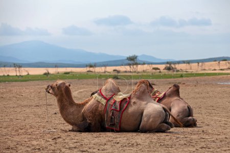 Foto de Dos camellos bactrianos en Elsen Tasarkhai, apodado "Mini Gobi" debido a una dunas de arena, que continúa 80 km de largo y 5 km de ancho. - Imagen libre de derechos