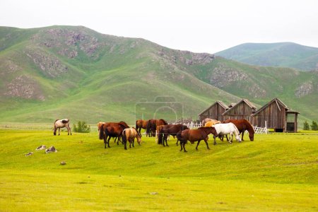 Herd of Mongolian horses in the Orkhon Valley in Mongolia.