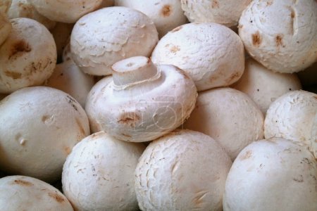 Téléchargez les photos : Close up on a stack of White Mushrooms (Agaricus bisporus) for sale on a market stall. - en image libre de droit