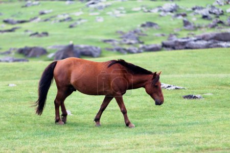 Mongolisches Pferd im Orchon-Tal in der Mongolei.