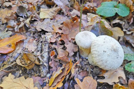 Téléchargez les photos : Close-up on two warted puffballs (Lycoperdon perlatum) growing in the woods. - en image libre de droit