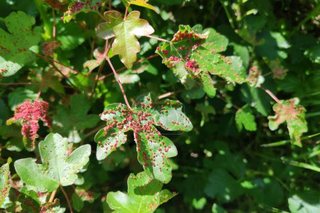 Téléchargez les photos : Close-up on the galls on maple leaves, due to the presence of small mites - en image libre de droit