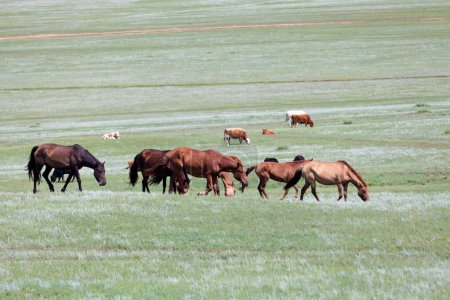 Manada de caballos mongoles por detrás, una manada de vacas.