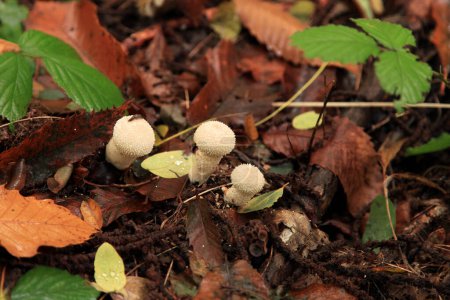 Photo for Close-up on a Devil's snuff-box (Lycoperdon perlatum) growing in the woods. - Royalty Free Image
