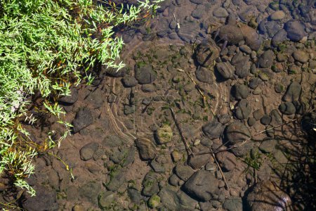 Téléchargez les photos : Shoal of freshwater fish near the water surface of the Saint-Denis river in Reunion Island. - en image libre de droit