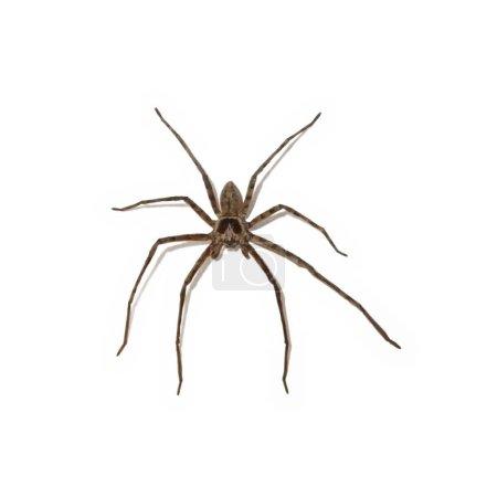 Téléchargez les photos : Heteropoda venatoria est une espèce d'araignée de la famille des Sparassidae.. - en image libre de droit