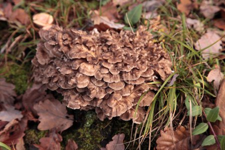 Gros plan sur des polypores parapluies (Polyporus umbellatus) poussant sur du bois mort.