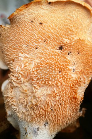 Close-up on the spore spines of a Hedgehog mushroom (Hydnum repandum).