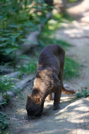 Téléchargez les photos : The jaguarundi (Herpailurus yagouaroundi) is a wild cat native to the Americas. - en image libre de droit