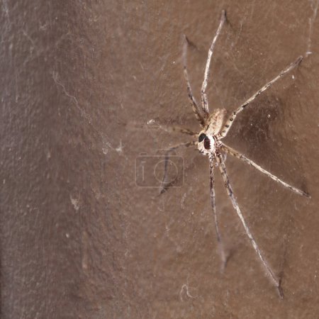 Téléchargez les photos : Heteropoda venatoria est une espèce d'araignée de la famille des Sparassidae.. - en image libre de droit