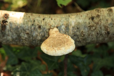 Téléchargez les photos : Fomitopsis betulina, commonly known as the birch polypore, birch bracket, or razor strop, is a common bracket fungus and, as the name suggests, grows almost exclusively on birch trees. - en image libre de droit