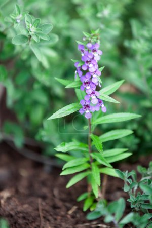 Photo for Close-up on the flowers of a Angelonia biflora Benth. - Royalty Free Image
