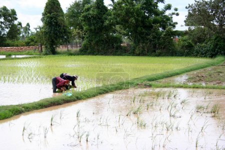 Photo for Phnom Penh, Cambodia - July 16 2006: Two women planting rice in the paddy field outside of the capital. - Royalty Free Image