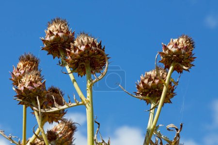 Photo for The cardoon (Cynara cardunculus), also called the artichoke thistle is a thistle-like plant in the sunflower family. - Royalty Free Image