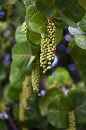 Photo for Coccoloba uvifera is a species of flowering plant in the buckwheat family, Polygonaceae, that is native to coastal beaches throughout tropical America and the Caribbean, including southern Florida, the Bahamas, the Greater and Lesser Antilles, and Be - Royalty Free Image