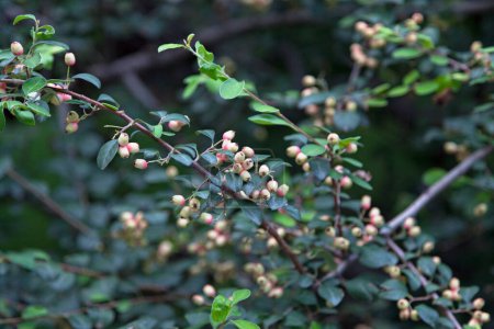 Foto de Cotoneaster multiflora, comúnmente conocida como Bunge 's cotoneaster, es un arbusto caducifolio perteneciente a la familia Rosaceae.. - Imagen libre de derechos