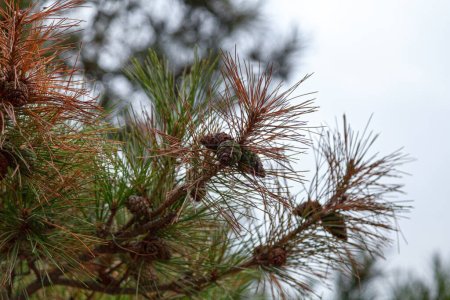 Téléchargez les photos : Gros plan sur les cônes d'un Pinus tabulaeformis Carr, également appelé pin rouge de Chine, pin rouge de Mandchourie ou pin chinois méridional. - en image libre de droit