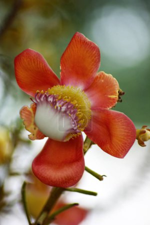 Téléchargez les photos : Gros plan sur une Shorea robusta Roxb Flower - en image libre de droit