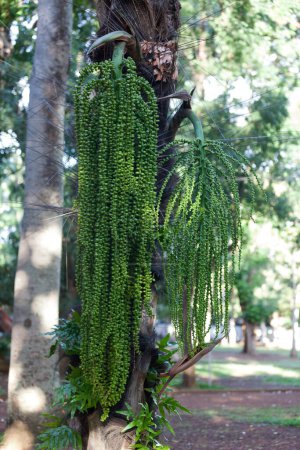 Photo for Grape of caryota flowers ready to bloom. Caryota is a genus of palm trees also known as fishtail palms. - Royalty Free Image
