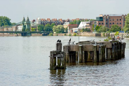Photo for Thames river near Hammersmith Bridge in London. - Royalty Free Image