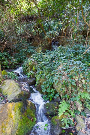 Téléchargez les photos : Ruisseau d'eau descendant vers le Bassin Cormoran (bassin cormoran) dans le Ravin Saint Gilles (ravin de Saint Gilles) sur l'île de la Réunion. - en image libre de droit