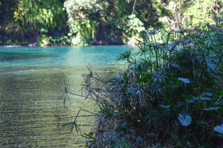 Téléchargez les photos : Végétation au bord du Bassin Cormoran dans le Ravin Saint Gilles (ravin de Saint Gilles) sur l'île de la Réunion. - en image libre de droit
