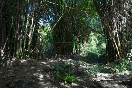 Téléchargez les photos : Forêt de bambous en bordure du Bassin Cormoran dans le Ravin Saint Gilles (ravin de Saint Gilles) sur l'île de la Réunion. - en image libre de droit
