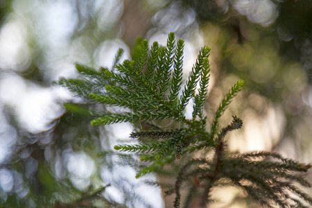 Téléchargez les photos : Araucaria cunninghamii est une espèce d'Araucaria connue sous le nom de pin cerceau. Parmi les autres noms moins couramment utilisés figurent le pin colonial, le pin du Queensland, le pin Dorrigo, le pin de la baie Moreton et le pin de la rivière Richmond.. - en image libre de droit