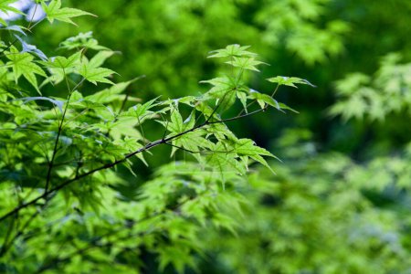 Close-up on the leaves of an Acer palmatum.