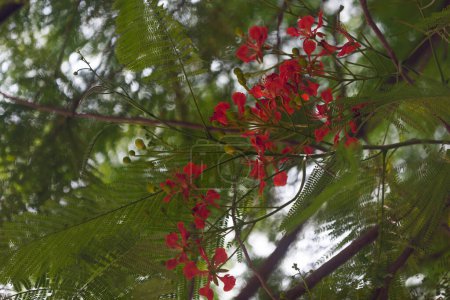 The Delonix regia is a species of flowering plant in the bean family Fabaceae, subfamily Caesalpinioideae. It is noted for its fern-like leaves and flamboyant display of flowers. In many tropical parts of the world it is grown as an ornamental tree a