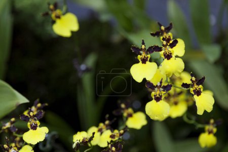 Nahaufnahme einer Orchideenblüte (Gomesa Moon Shadow x Oncidium varicosum 'Little Panda').