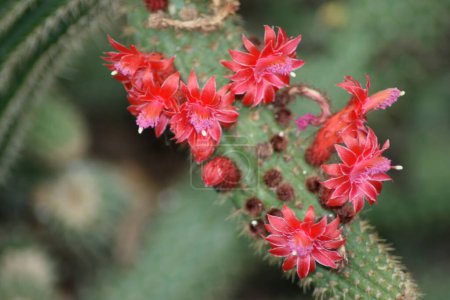 Photo for Close up on red cactus flowers with blur background - Royalty Free Image