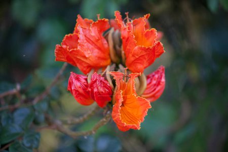 Spathodea campanulata is a flowering plant commonly known as the Fountain Tree, African Tulip Tree, Pichkari or Nandi Flame.
