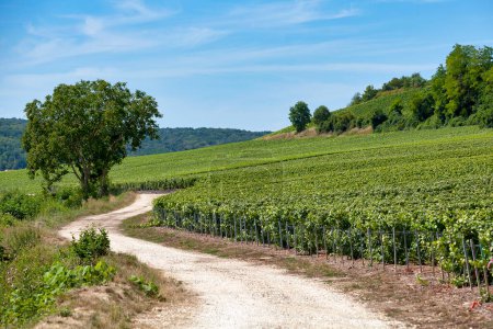 Chemin de terre traversant les vignobles du Château-Thierry, ville viticole de Champagne.