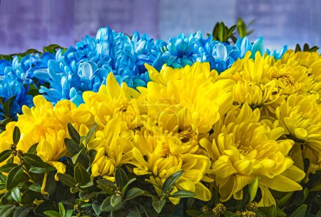 Téléchargez les photos : Un bouquet de fleurs de chrysanthème aux couleurs du drapeau ukrainien. Rayures bleues et jaunes. Vue rapprochée. - en image libre de droit