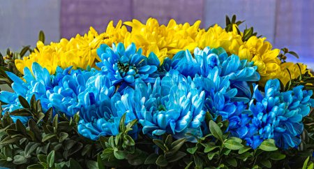 Foto de Un ramo de flores de crisantemo en los colores de la bandera de Ucrania. Rayas azules y amarillas. Vista de cerca. - Imagen libre de derechos
