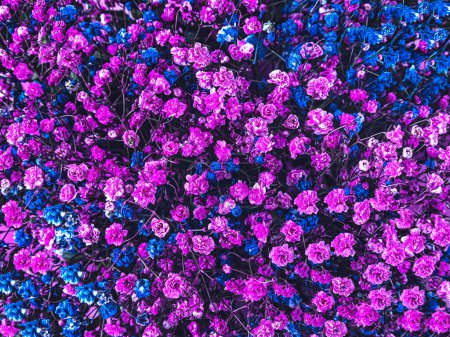 Background of purple and blue gypsophila flowers. Beautiful petals, top view of a colorful bouquet