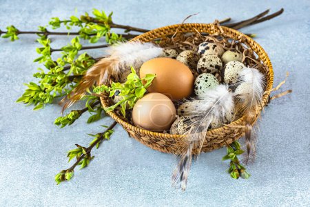 Foto de Cesta de Pascua con codorniz y huevos de pollo, plumas y ramitas verdes con las primeras hojas verdes. Composición de Pascua, vista superior - Imagen libre de derechos