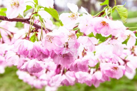 Foto de Sakura flores fondo. Árboles florecientes de primavera en el parque. Hermosos pétalos rosados. - Imagen libre de derechos