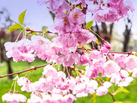 Foto de Sakura flores fondo. Árboles florecientes de primavera en el parque. Una rama floreciente en el fondo del cielo - Imagen libre de derechos