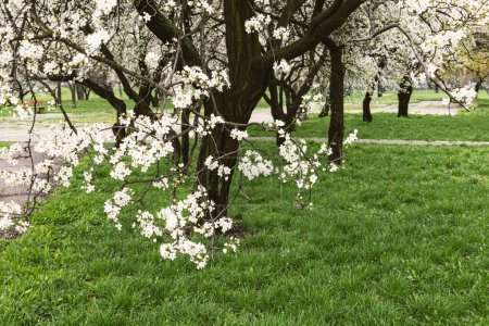 Spring flowering trees in the park. A blooming tree branch on a background of trees and green grass. Urban landscape.