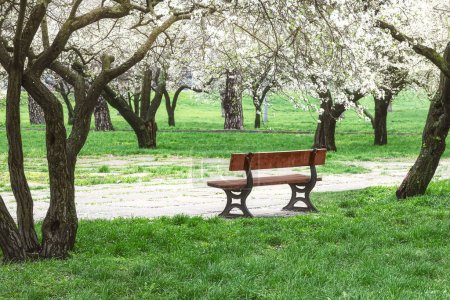 Téléchargez les photos : Un banc dans un parc de printemps. Arbres à fleurs printanières et herbe verte autour. Paysage urbain - en image libre de droit
